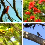 Hawai‘i Forest Birds