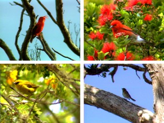 Hawai‘i Forest Birds