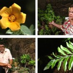 Living Jewels – The Rare Plants of Hawai‘i