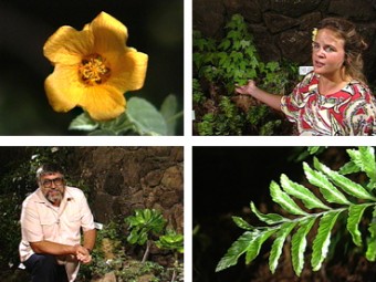 Living Jewels – The Rare Plants of Hawai‘i TRANSCRIPT