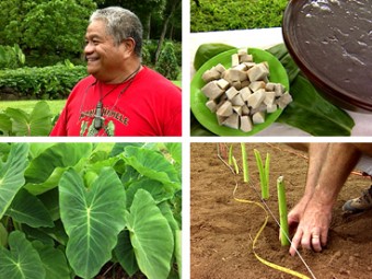 Mālama Hāloa – Protecting the Taro