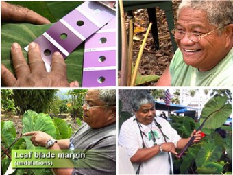 Documenting Taro Varieties – with Jerry Konanui